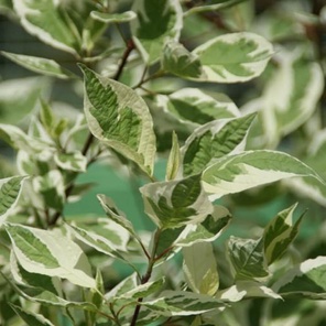 Дерен «Аргентеомаргината» (Cornus alba Argenteomarginata)